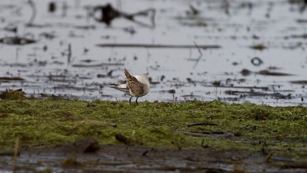 White-rumped Sandpiper - ML43415081