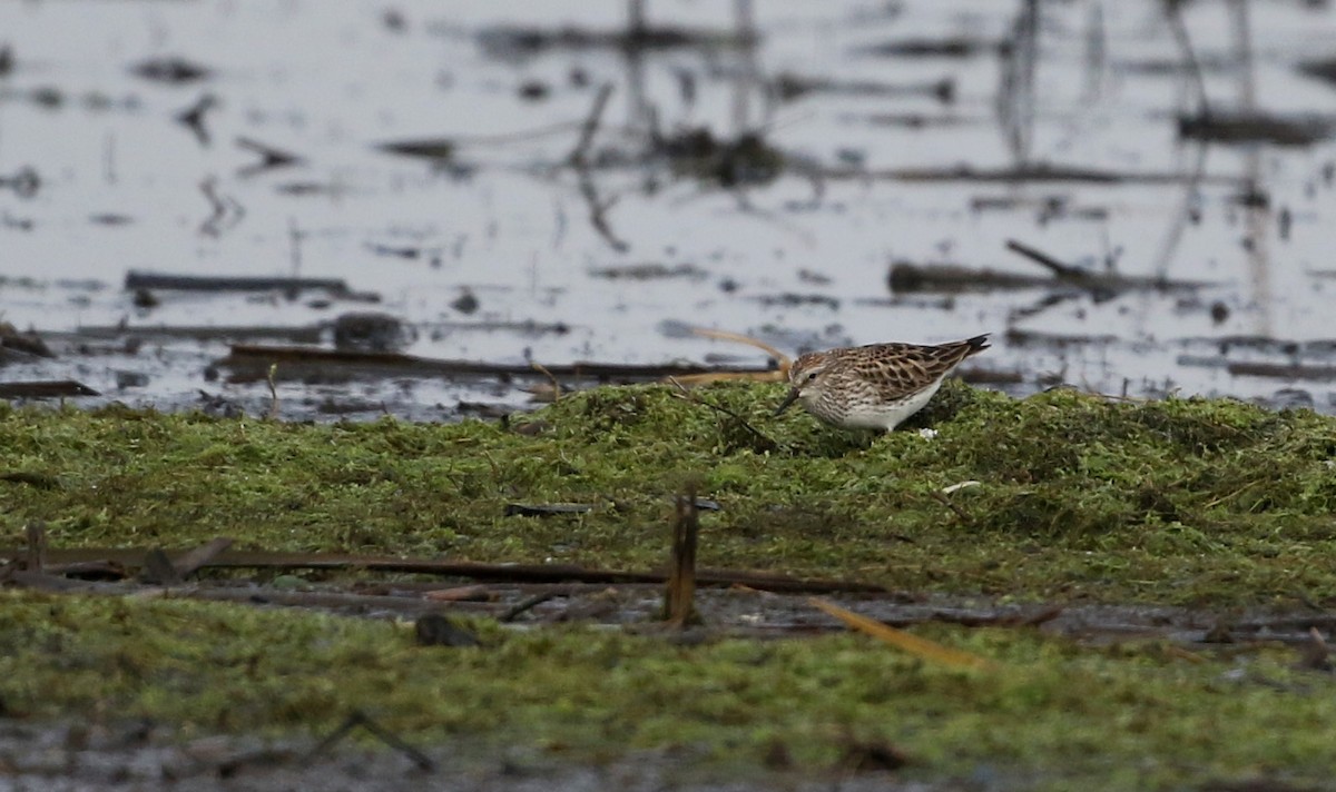 White-rumped Sandpiper - ML43415111