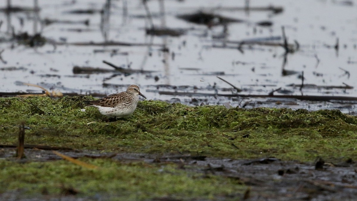 White-rumped Sandpiper - ML43415131