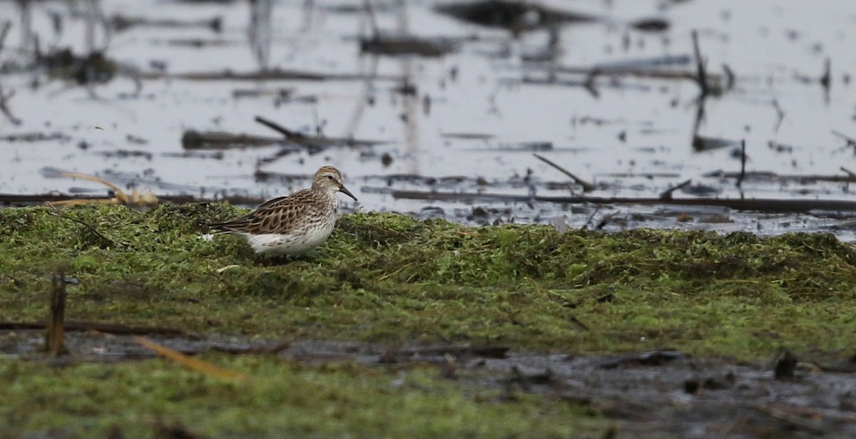 White-rumped Sandpiper - ML43415141