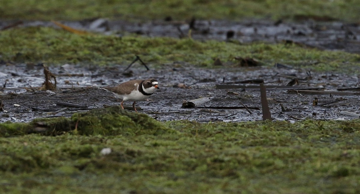 Semipalmated Plover - ML43415161