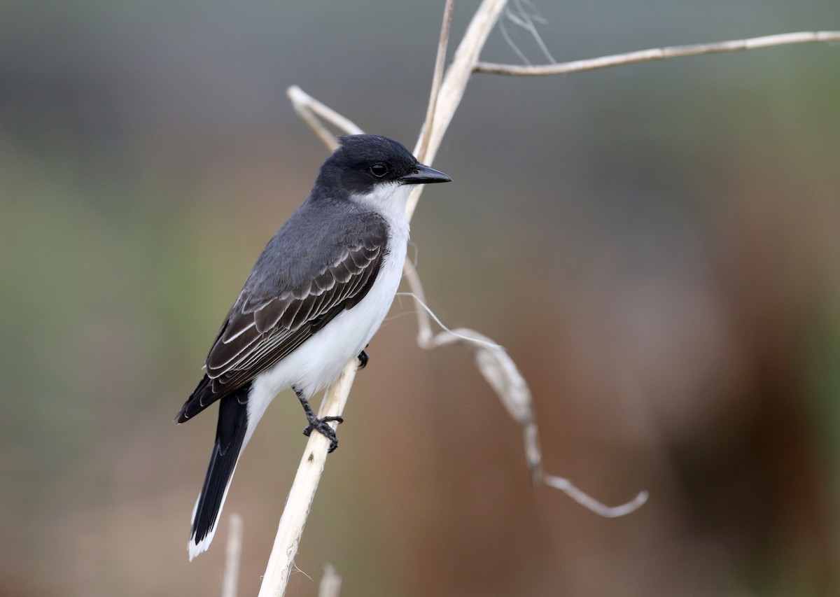 Eastern Kingbird - ML43415191