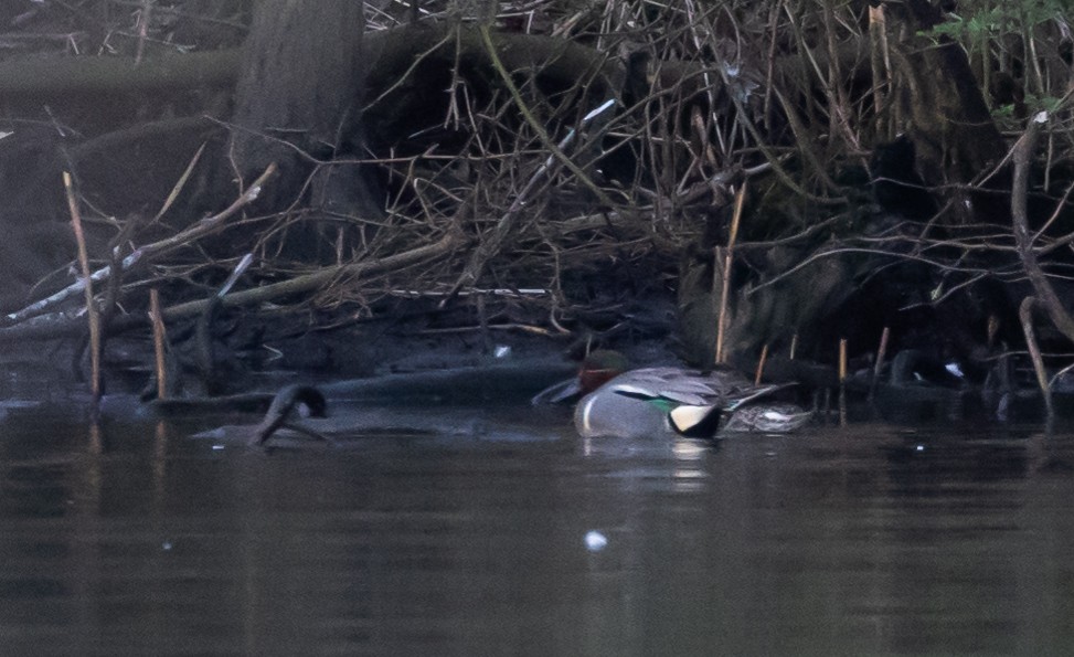 Green-winged Teal (Eurasian x American) - ML434151981