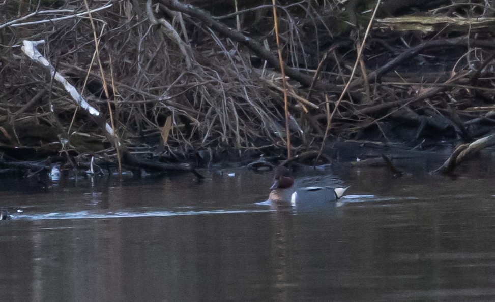 Green-winged Teal (Eurasian x American) - ML434151991