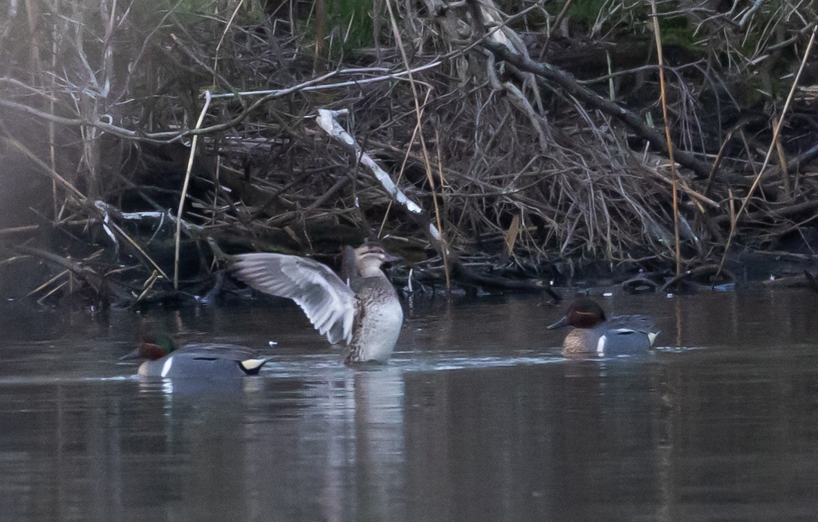 Green-winged Teal (Eurasian x American) - ML434152001