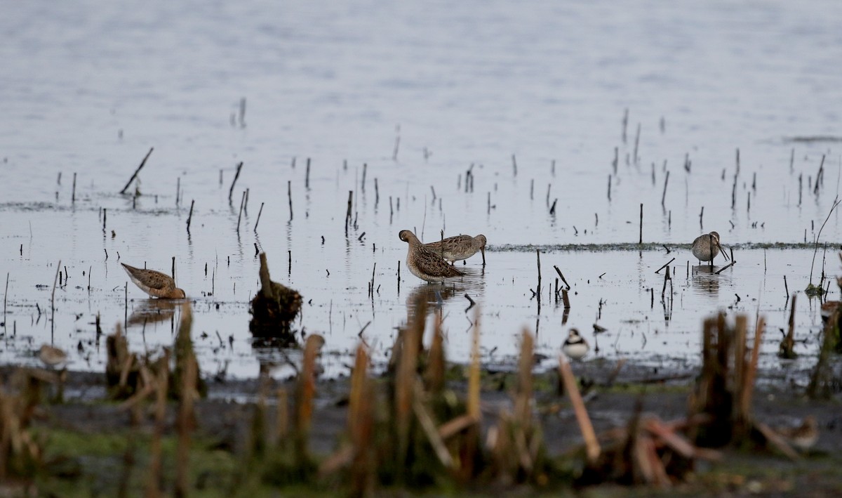 Short-billed Dowitcher - ML43415201