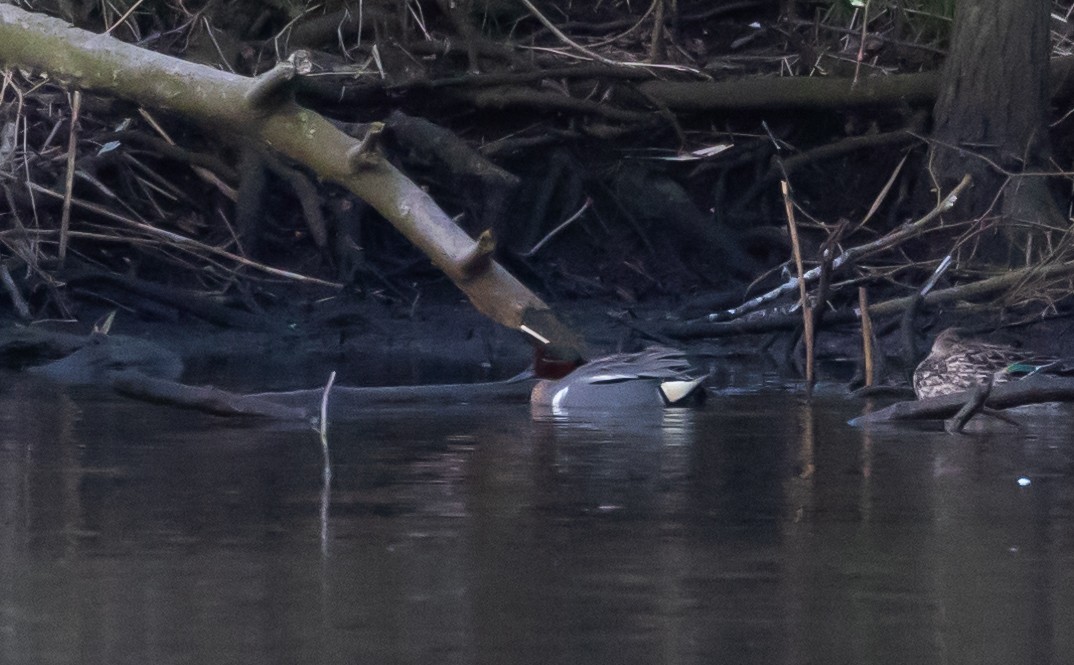 Green-winged Teal (Eurasian x American) - ML434152021