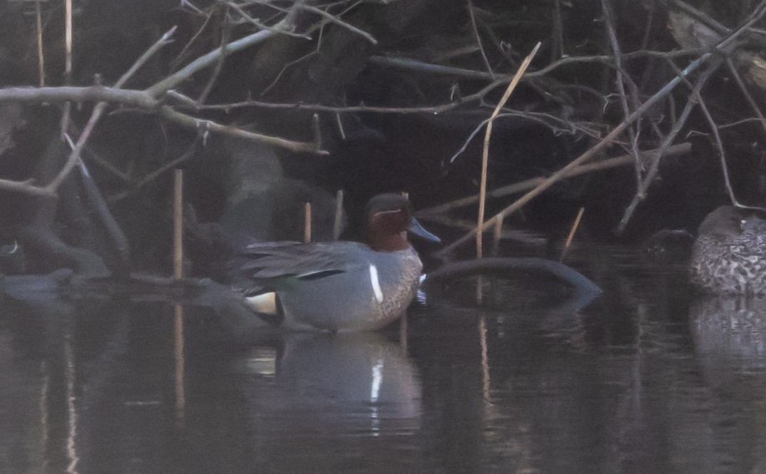 Green-winged Teal (Eurasian x American) - ML434152051