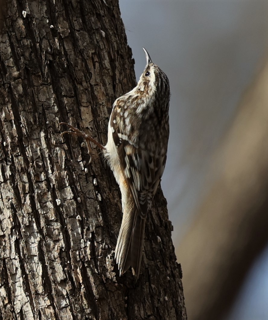 Brown Creeper - ML434152281