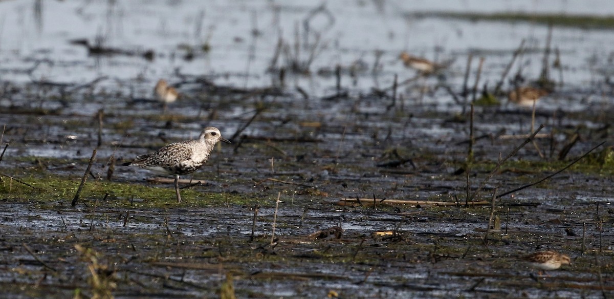 Black-bellied Plover - ML43415251