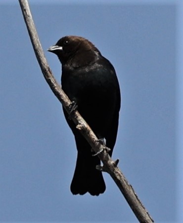 Brown-headed Cowbird - ML434152571