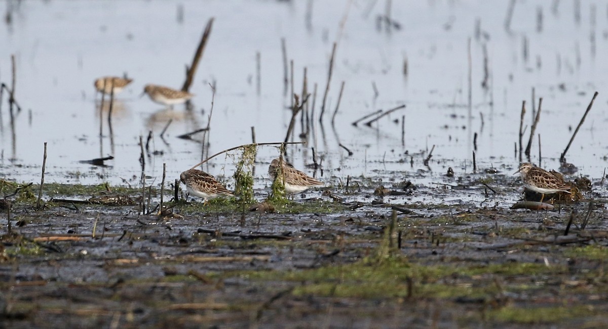 Semipalmated Sandpiper - ML43415281