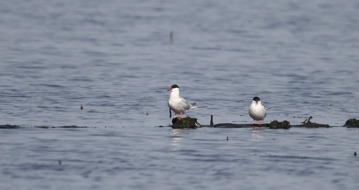 Common Tern - ML43415381