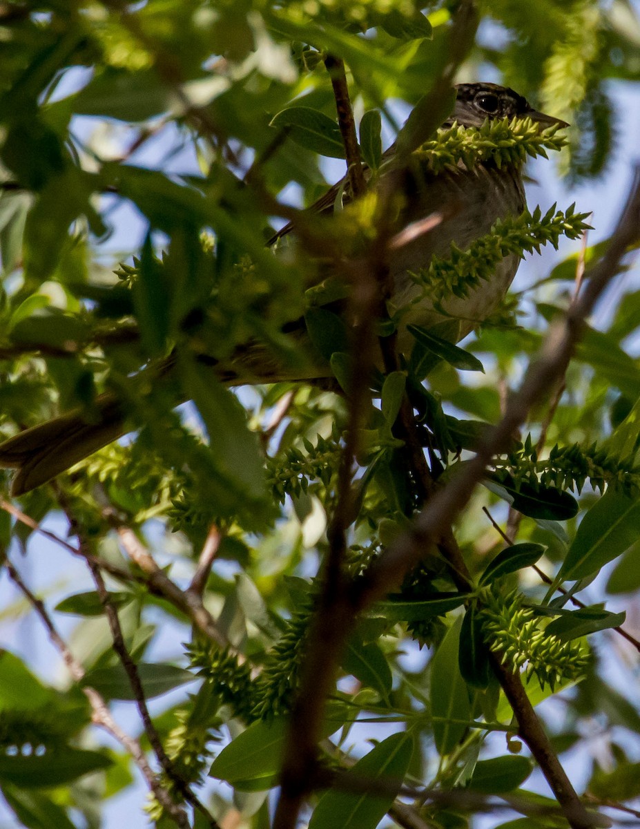 Golden-crowned Sparrow - ML434155561