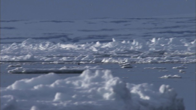 Northern Fulmar - ML434158