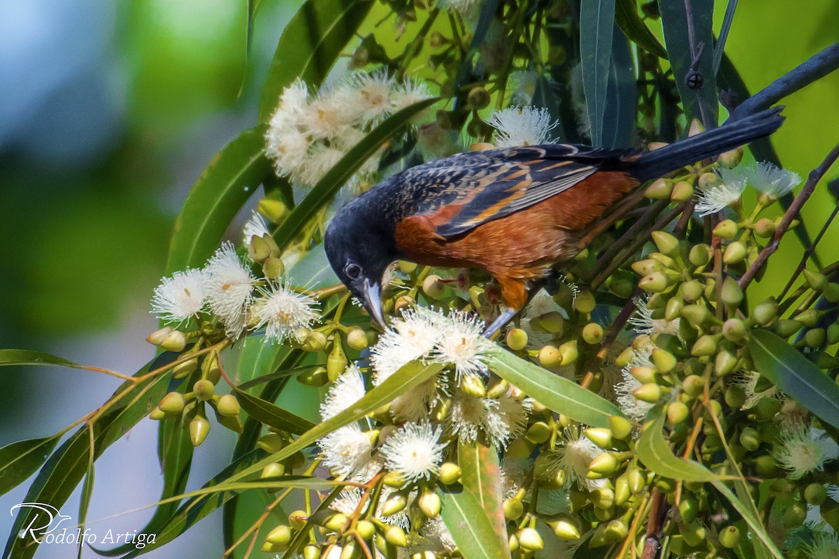 Orchard Oriole - ML43415801