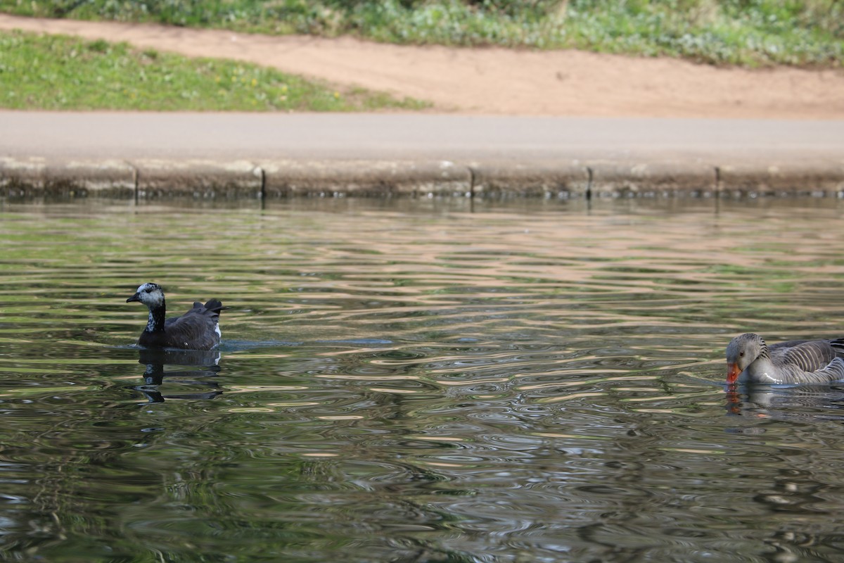 Graylag x Barnacle Goose (hybrid) - ML434160331