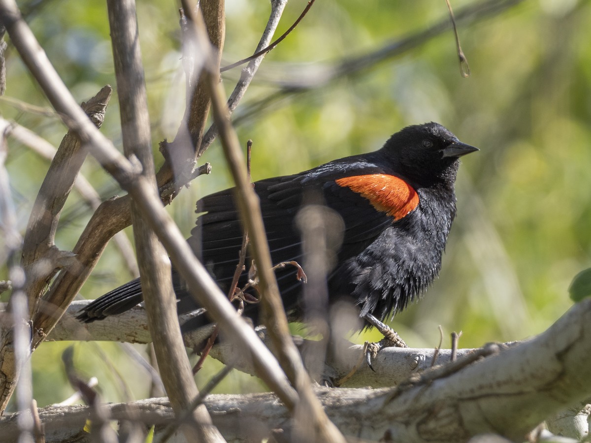 Red-winged Blackbird - Steven Hunter