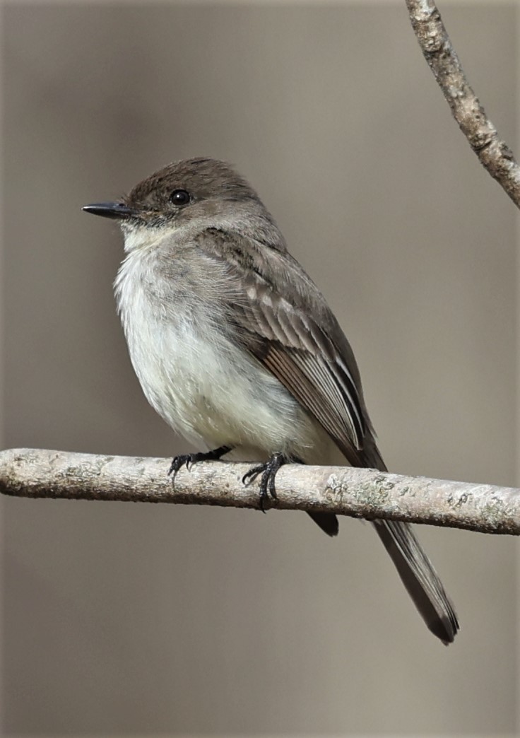 Eastern Phoebe - ML434161731