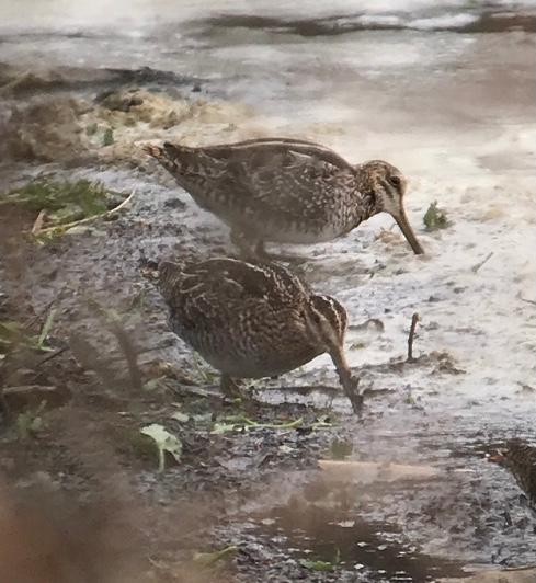 Wilson's Snipe - Chris Runk