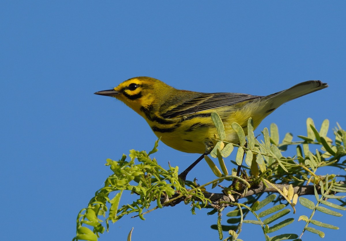 Prairie Warbler - ML434162921