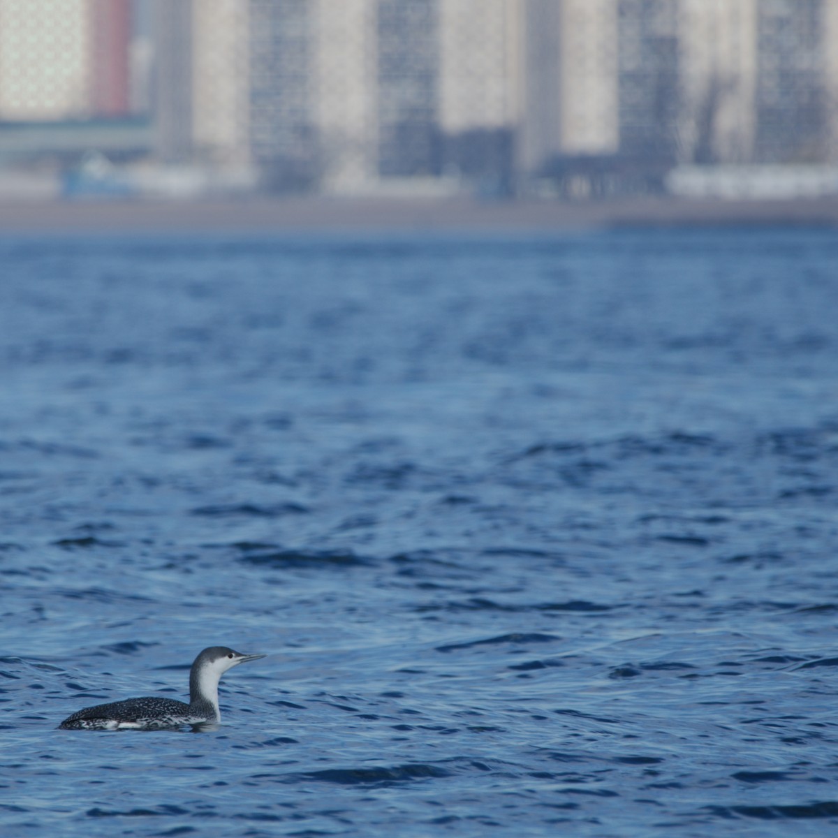 Red-throated Loon - ML434163781