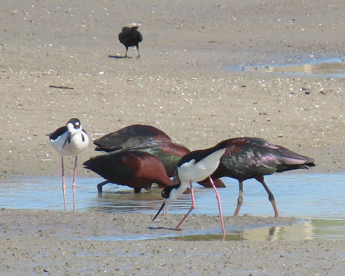 Black-necked Stilt - ML434165051