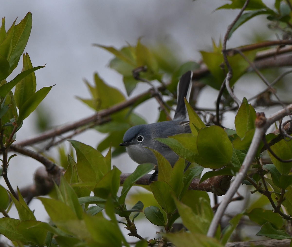 Blue-gray Gnatcatcher - ML434165551