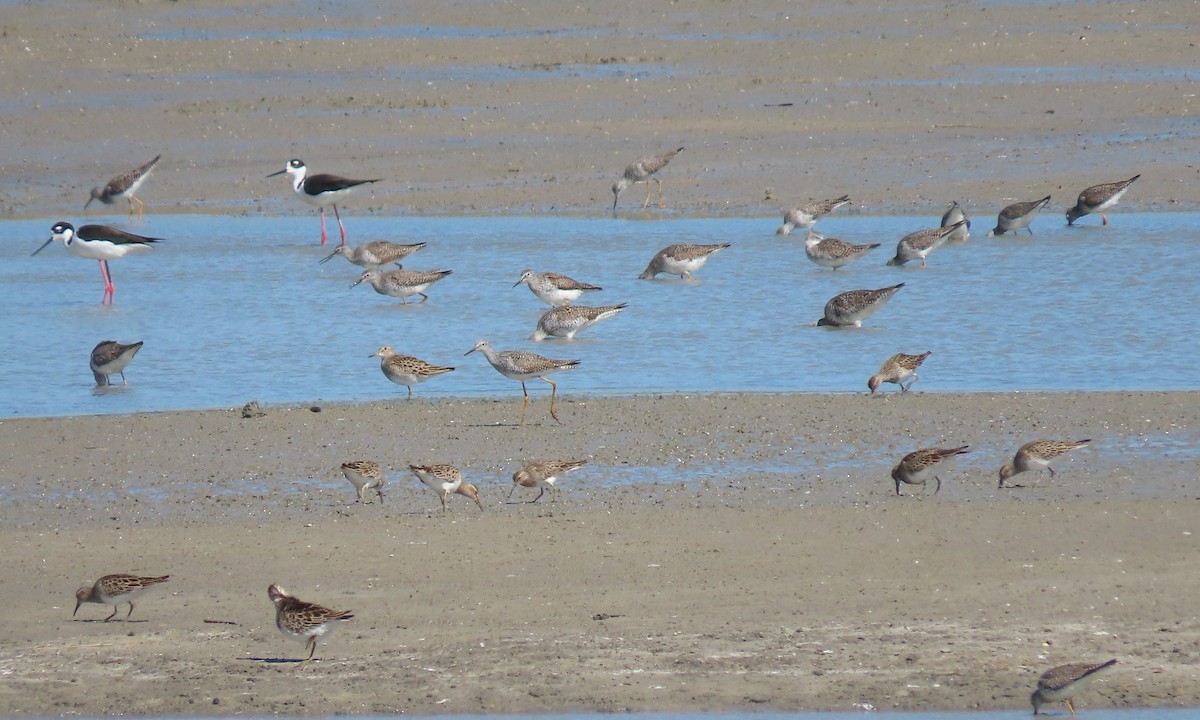 Pectoral Sandpiper - ML434165851