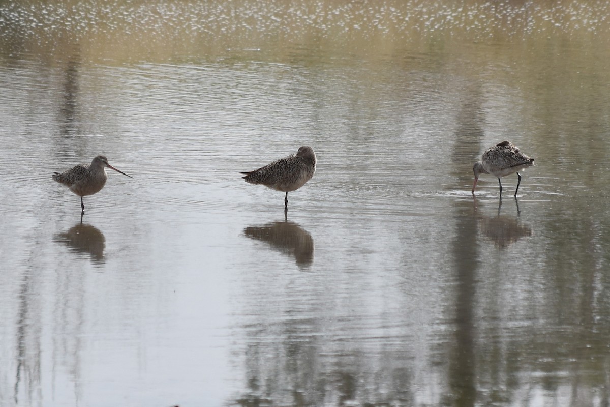 Marbled Godwit - ML434166741