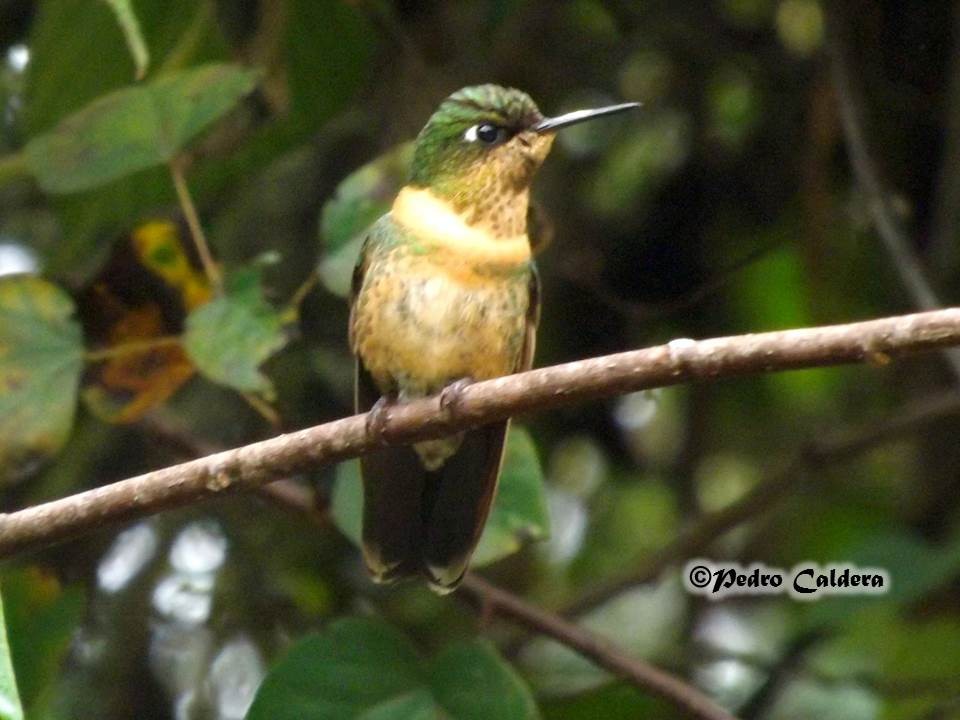 Orange-throated Sunangel - ML43416701