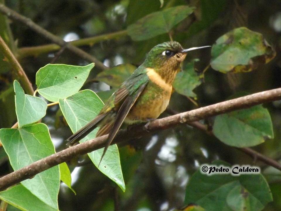 kolibřík oranžovohrdlý - ML43416721