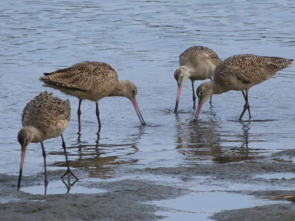 Marbled Godwit - ML434167351