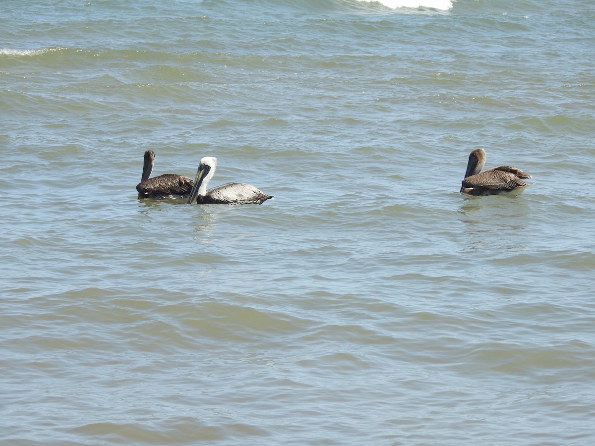 Brown Pelican - ML434167501