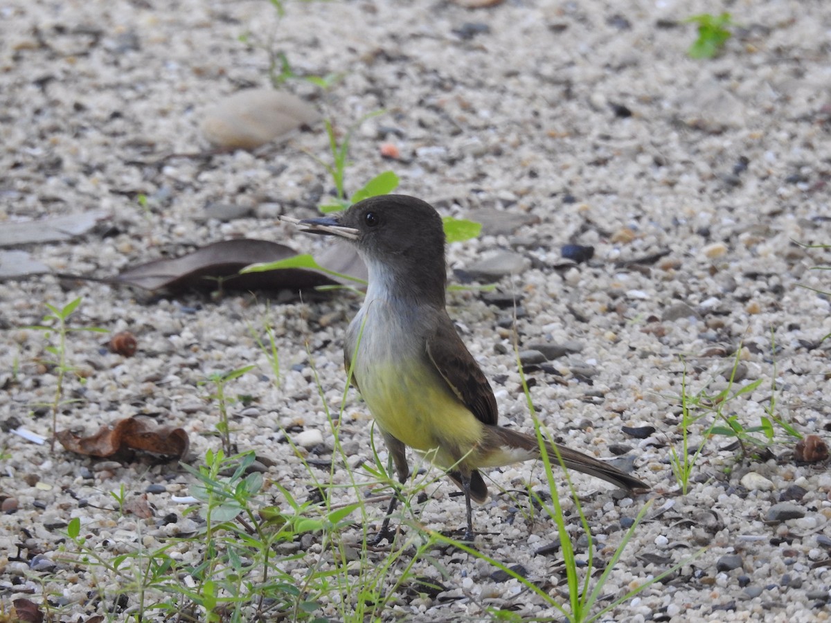 Dusky-capped Flycatcher - ML434167701