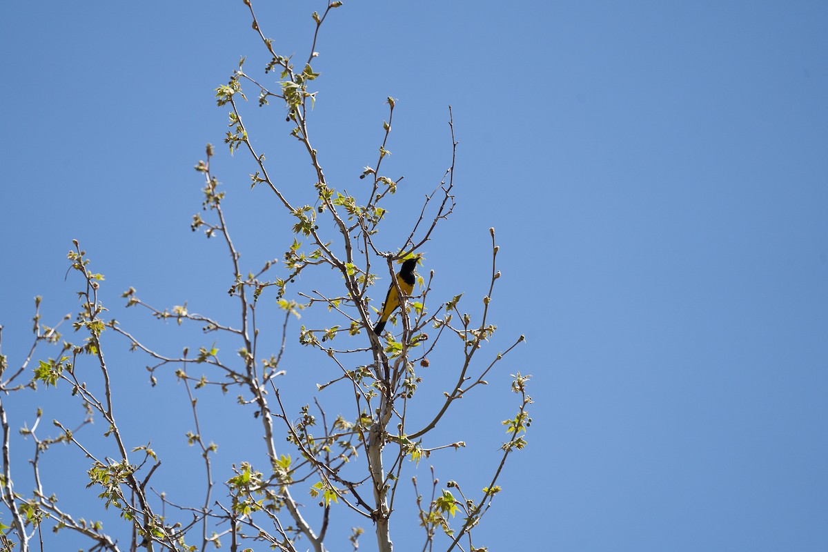 Scott's Oriole - ML434167711