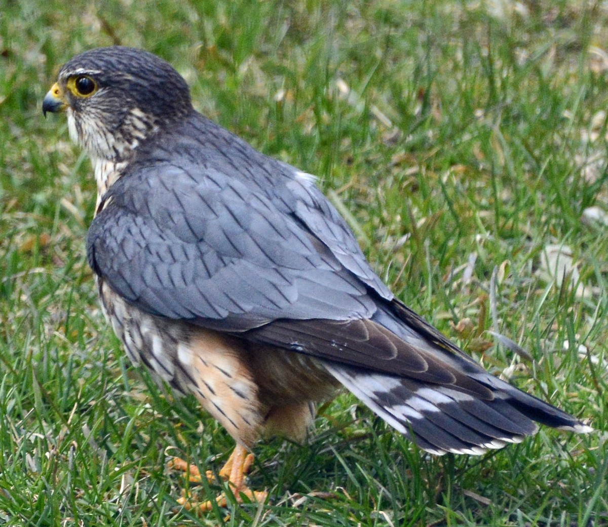 Merlin - ML434167991