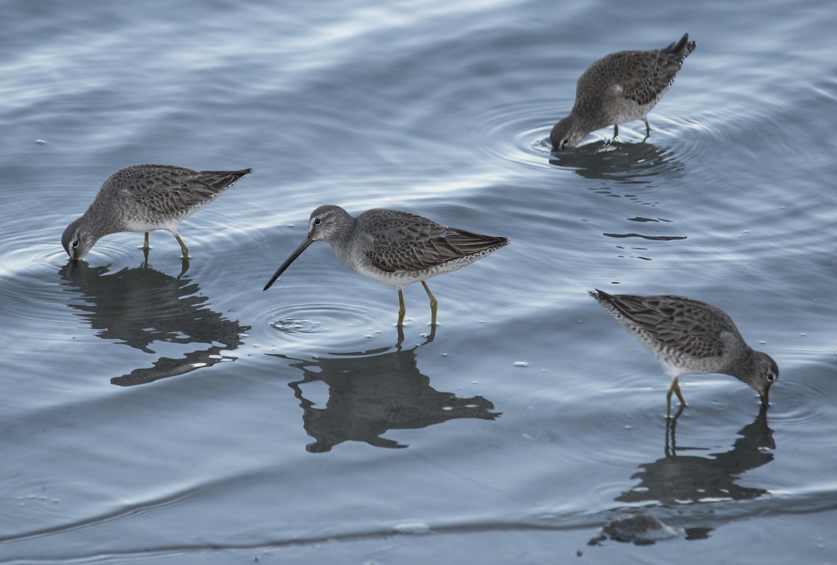 Long-billed Dowitcher - ML43416991