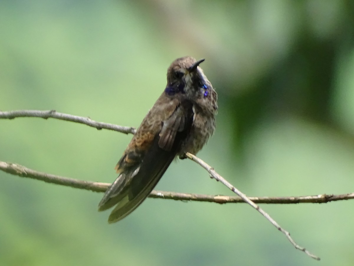 kolibřík fialovouchý - ML434171461