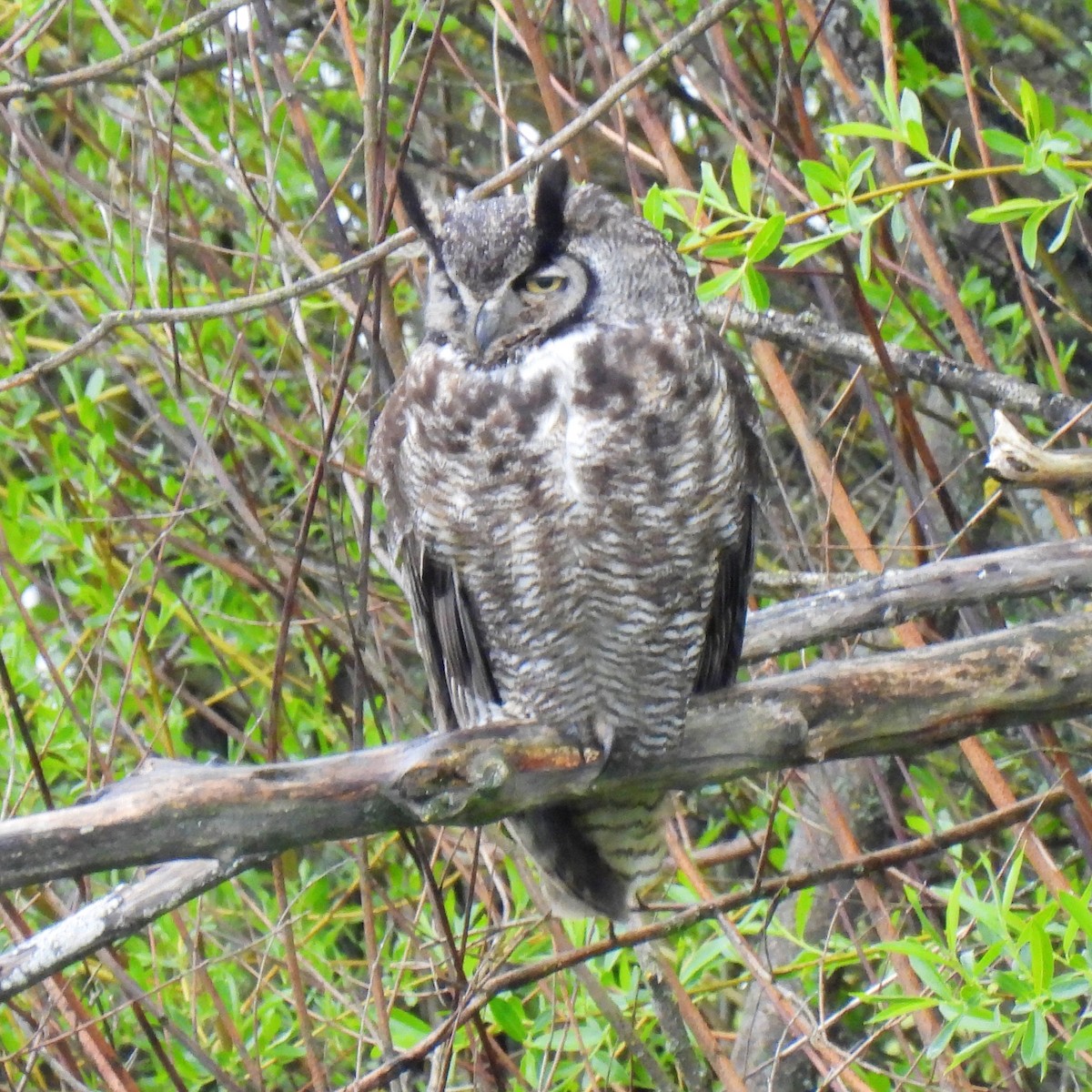 Great Horned Owl - ML434171851