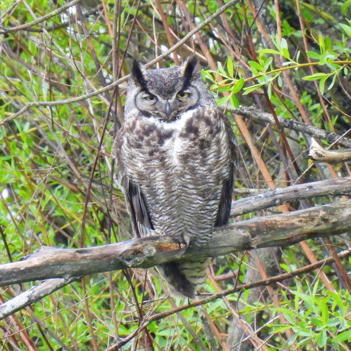 Great Horned Owl - ML434172841