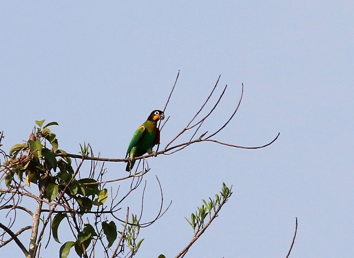 Orange-cheeked Parrot - ML434174091