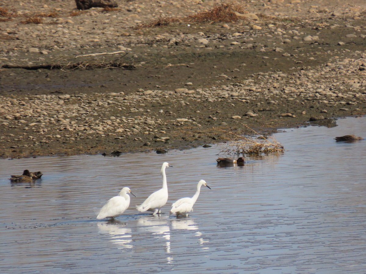 Snowy Egret - ML434174351