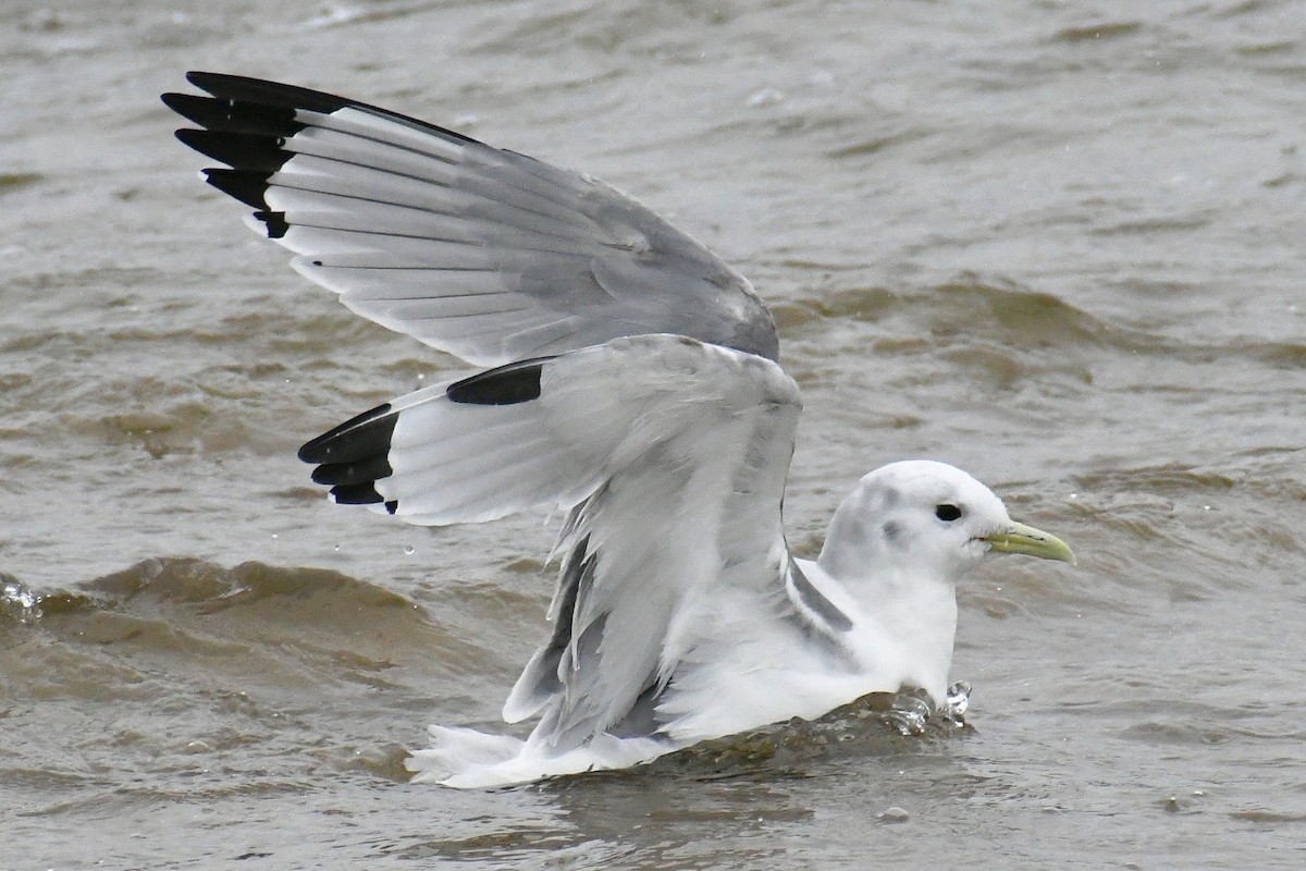 Black-legged Kittiwake - ML434174571