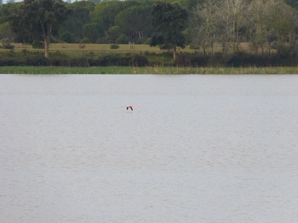 Greater Flamingo - ML43417461