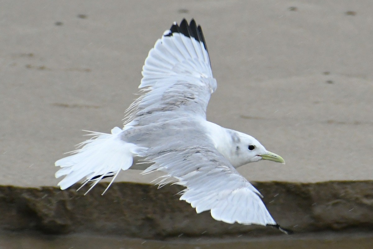 Black-legged Kittiwake - ML434174621