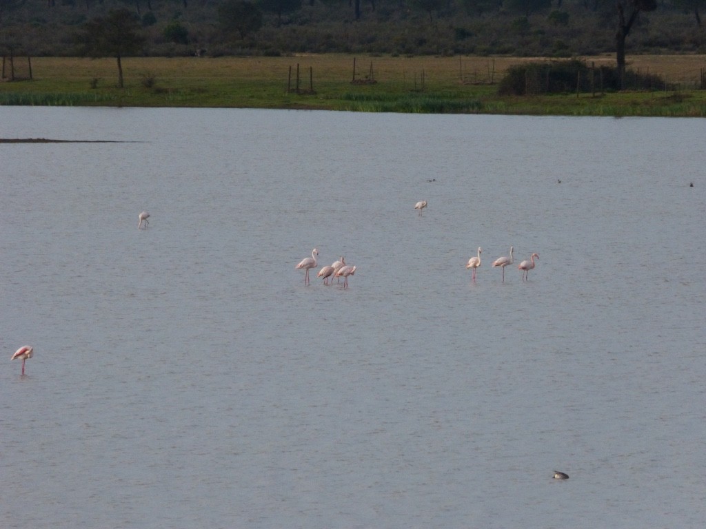 Greater Flamingo - ML43417471