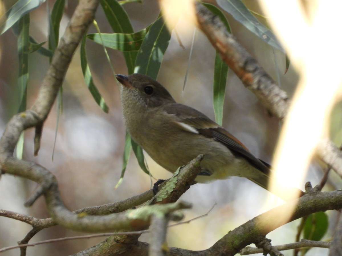 Golden Whistler (Eastern) - ML434177401
