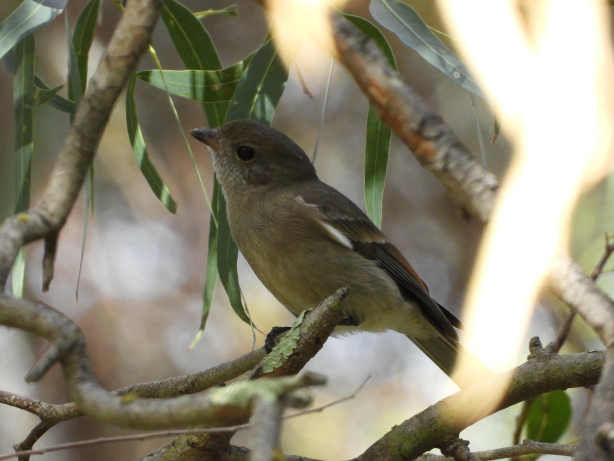 Golden Whistler (Eastern) - ML434177691