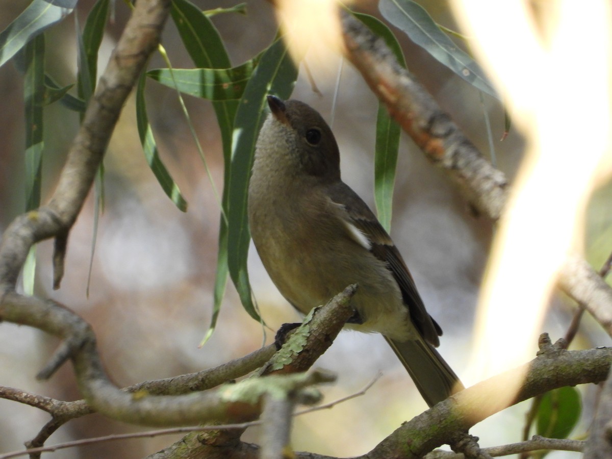 Golden Whistler (Eastern) - ML434178001